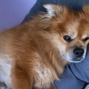 Meet your Posher, Audrey